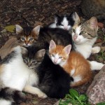 Chats