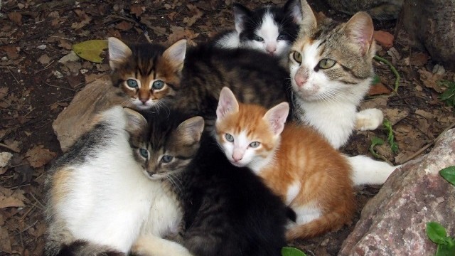 Chats